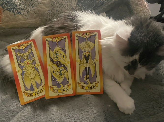 three clow cards on a sleepy white and gray cat