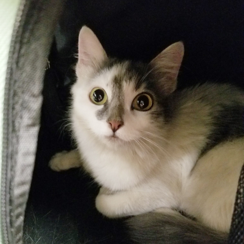 A 6 month old white and gray kitten in a carrier with huge eyes.