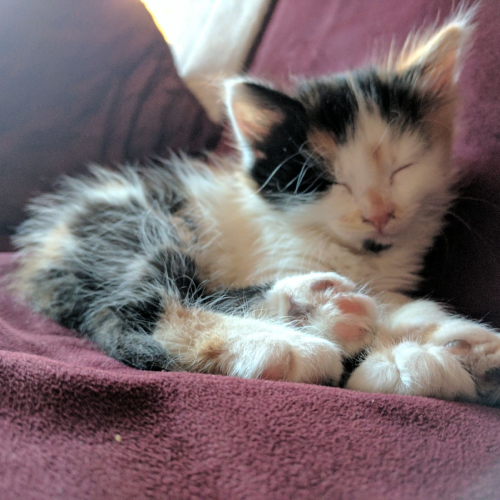 A 2 month old calico kitten sleeping in an armchair.